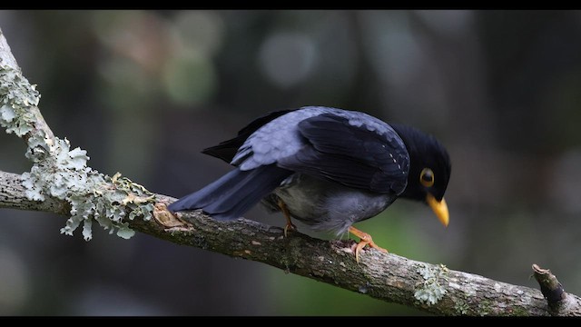 Yellow-legged Thrush - ML577165661