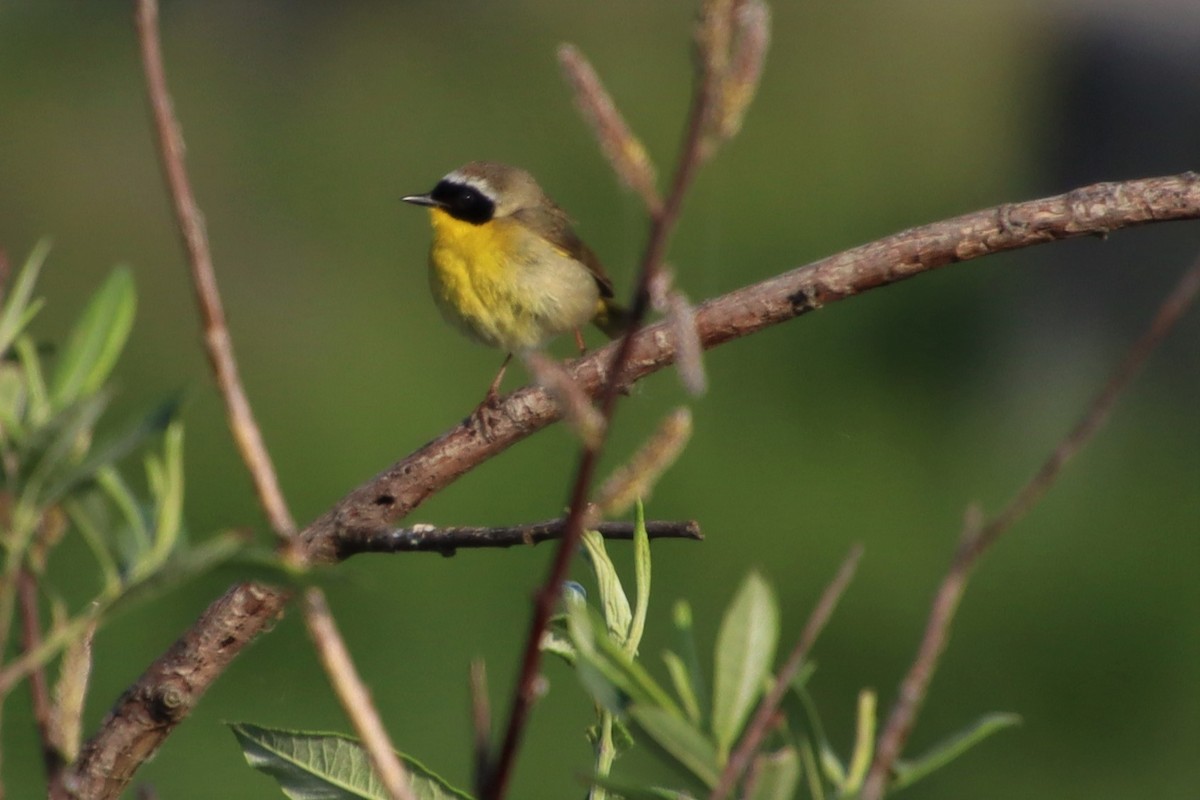 Common Yellowthroat - ML577166701