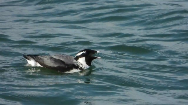 Ancient Murrelet - ML577166711