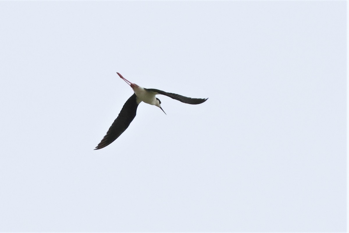 Black-necked Stilt - ML577167531