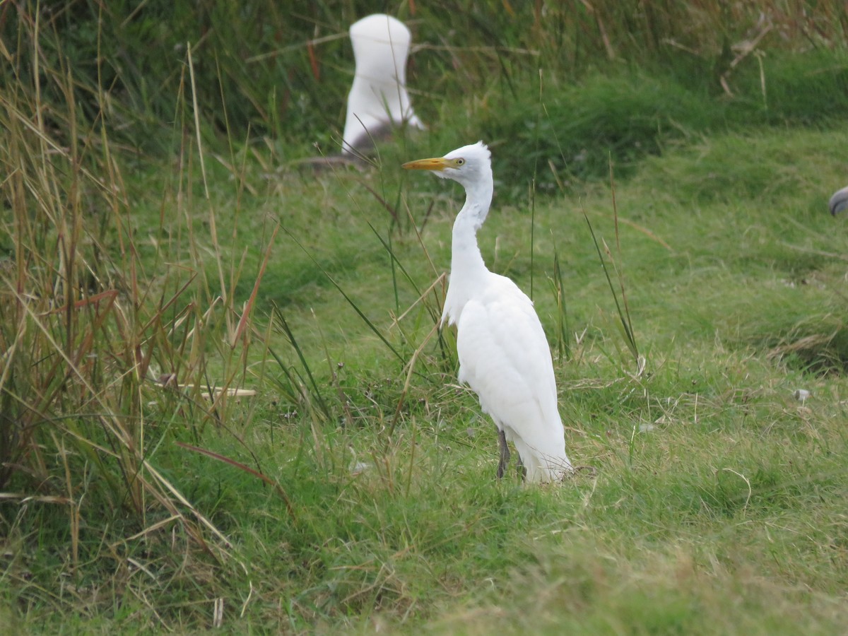 Western/Eastern Cattle-Egret - ML577167931