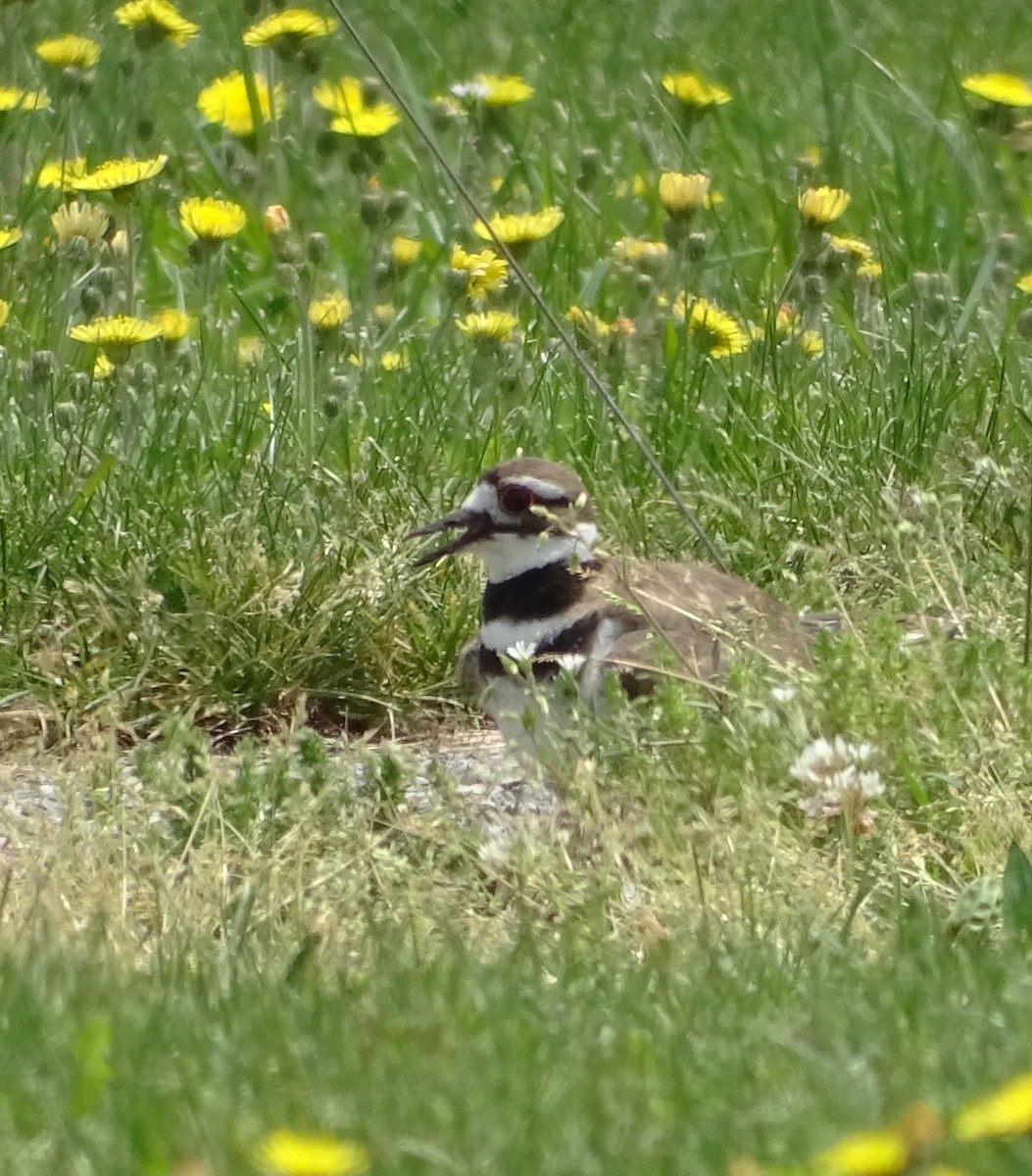 Killdeer - ML577168991