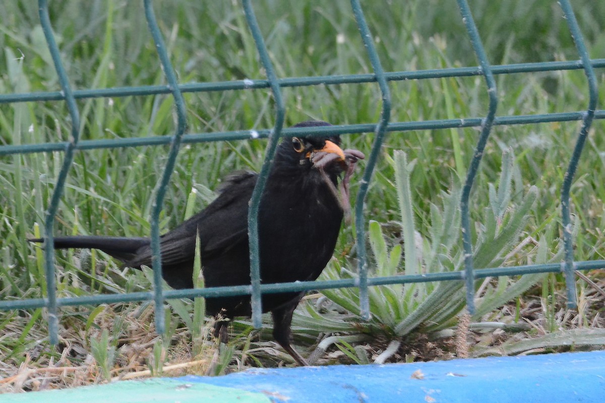 Eurasian Blackbird - ML577169171