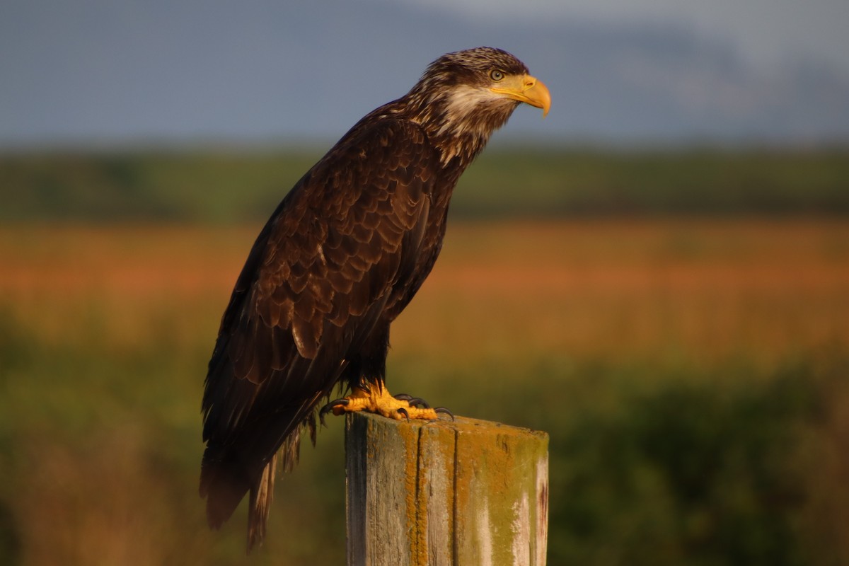 Bald Eagle - Dianne Murray