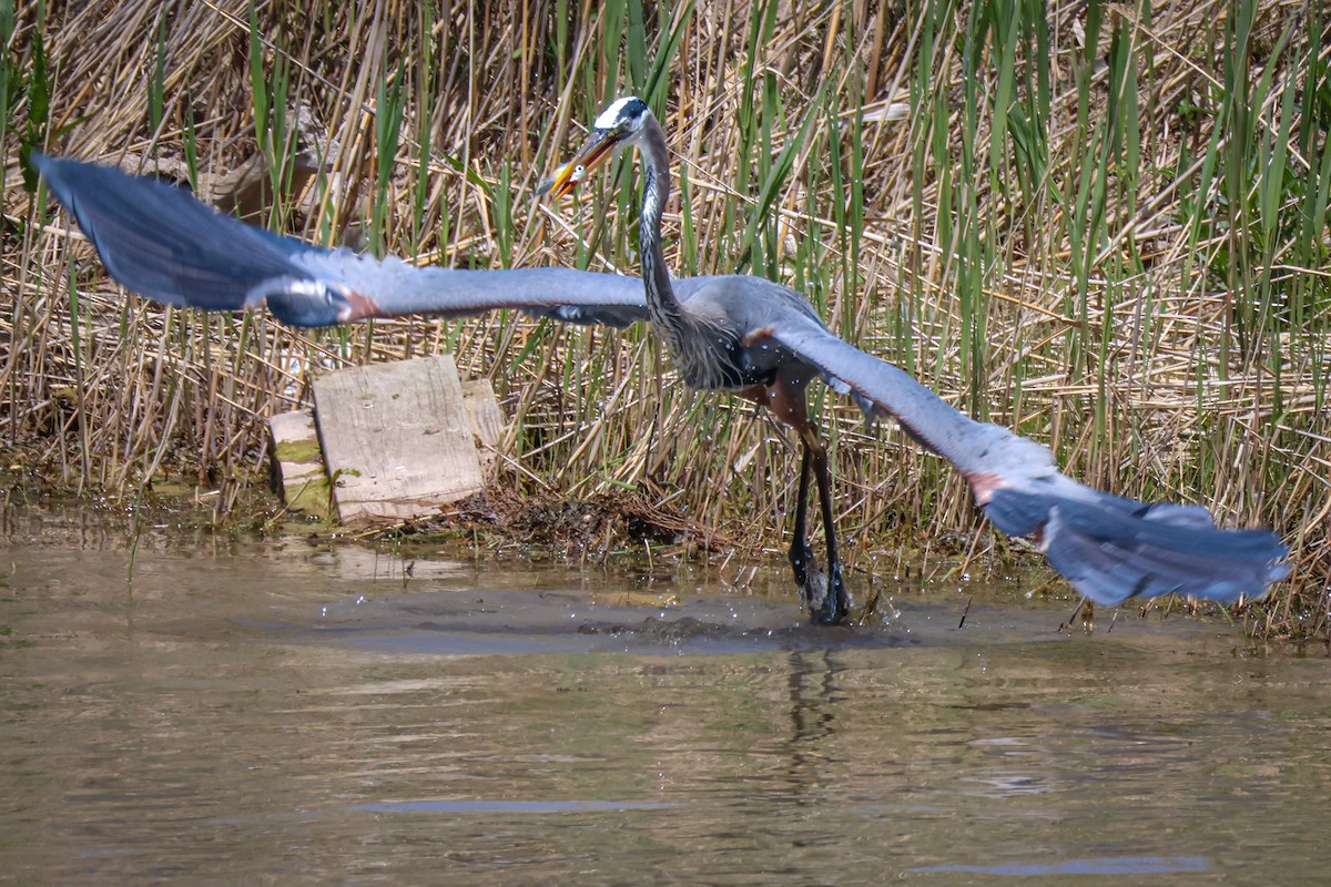 Great Blue Heron - ML577169591