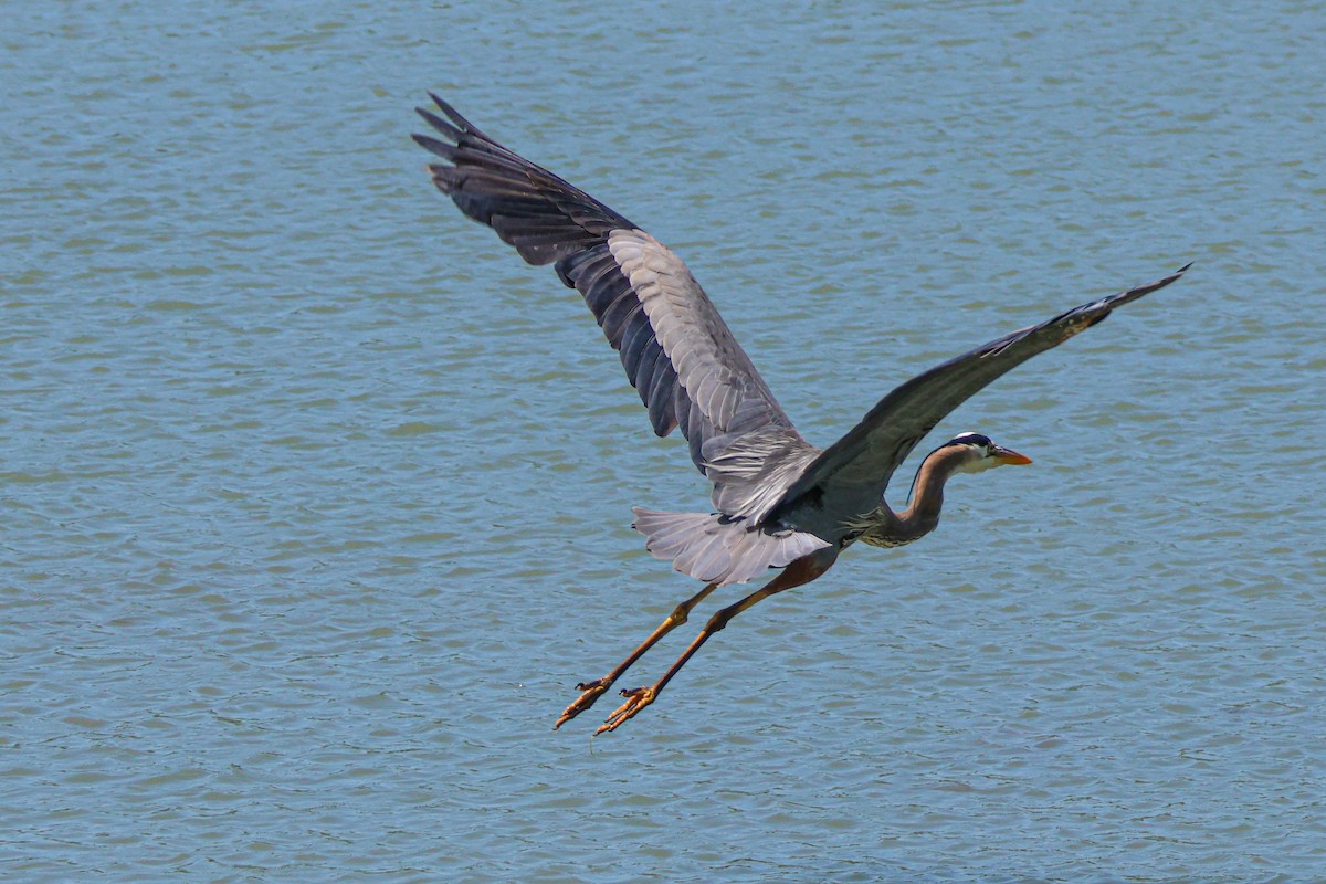 Great Blue Heron - Ryan Pfahl