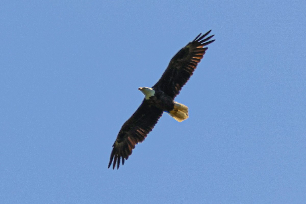 Bald Eagle - ML577169691