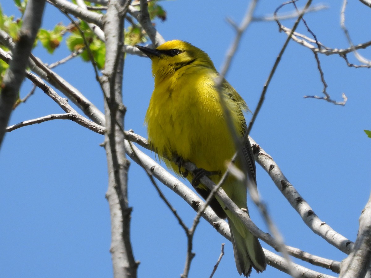 Blue-winged Warbler - ML577169701