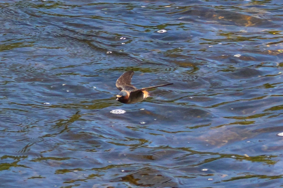 Cliff Swallow - ML577169751