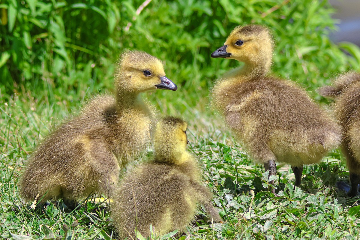 Canada Goose - ML577169921