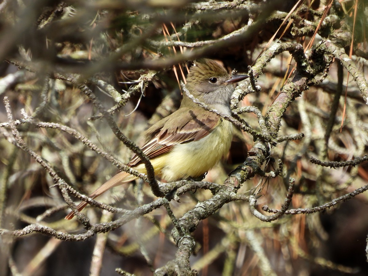 Great Crested Flycatcher - ML577170941