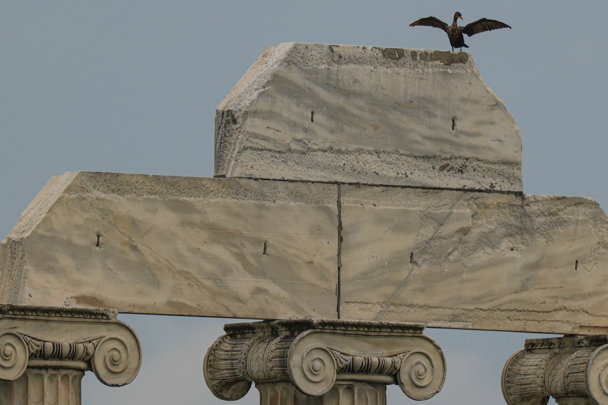 Double-crested Cormorant - ML577171361