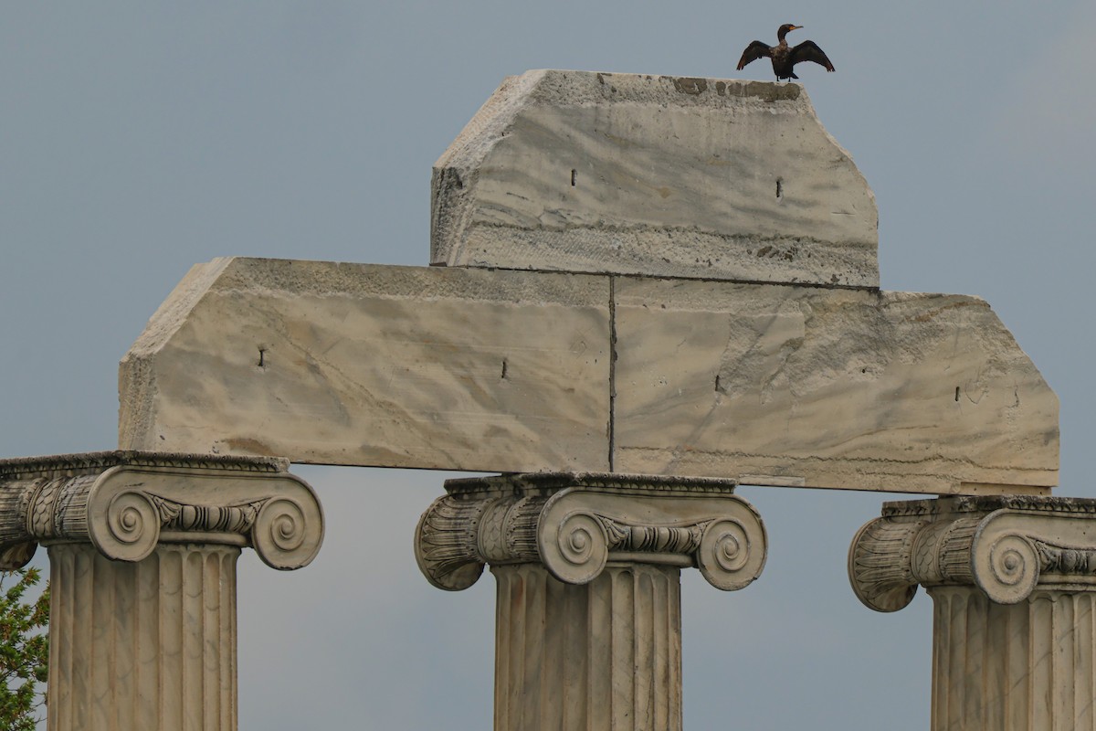 Double-crested Cormorant - ML577171381