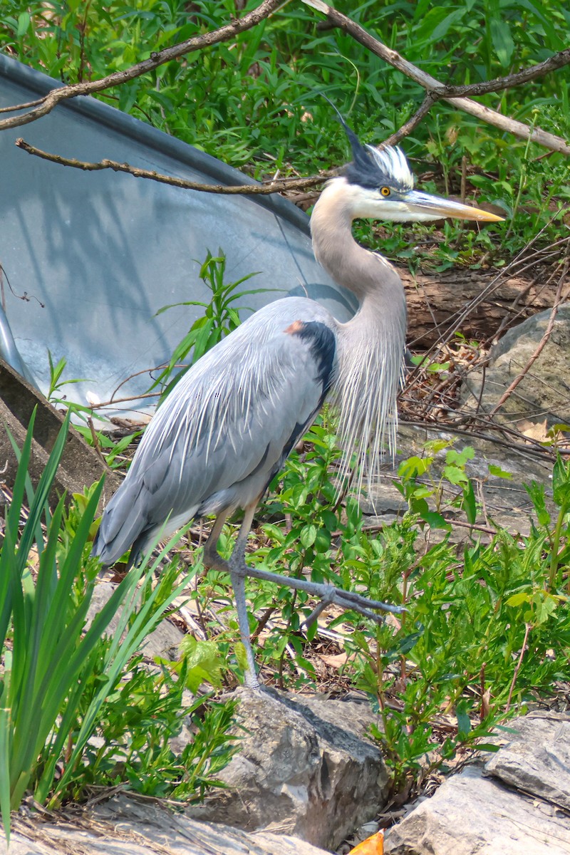 Great Blue Heron - Ryan Pfahl