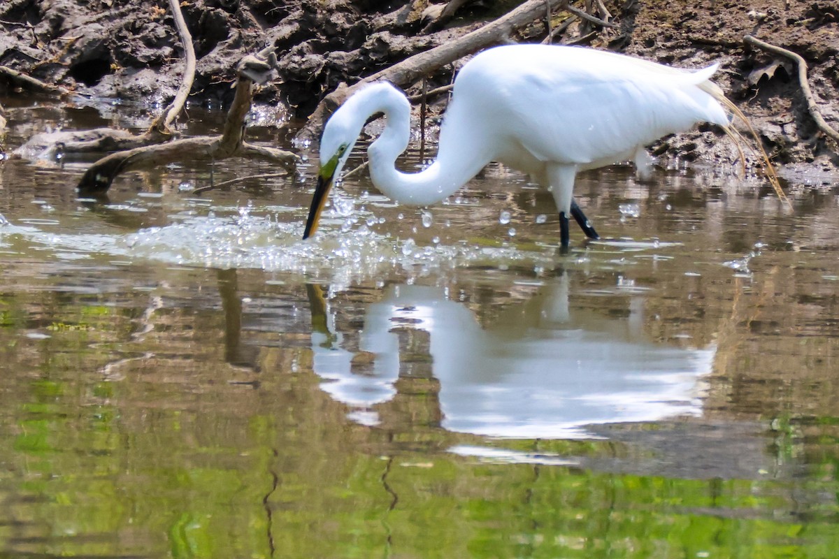 Great Egret - ML577171651