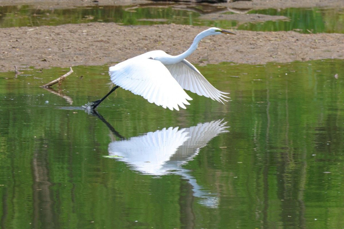 大白鷺 - ML577171671