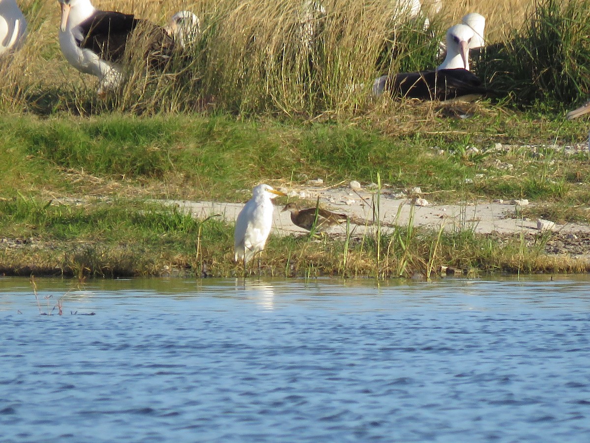 Western/Eastern Cattle Egret - ML577172421