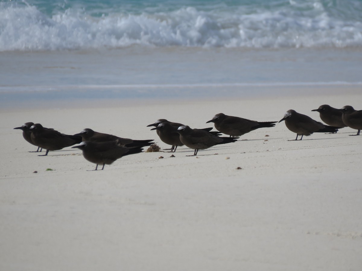 Brown Noddy - ML577172821