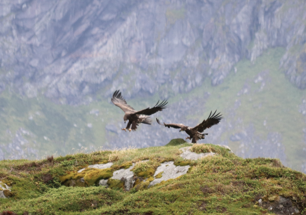 White-tailed Eagle - ML577173561