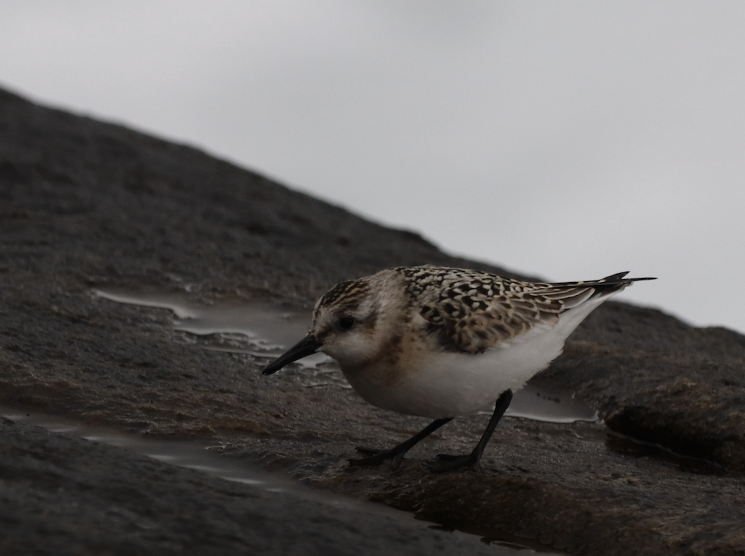 Sanderling - ML577173631