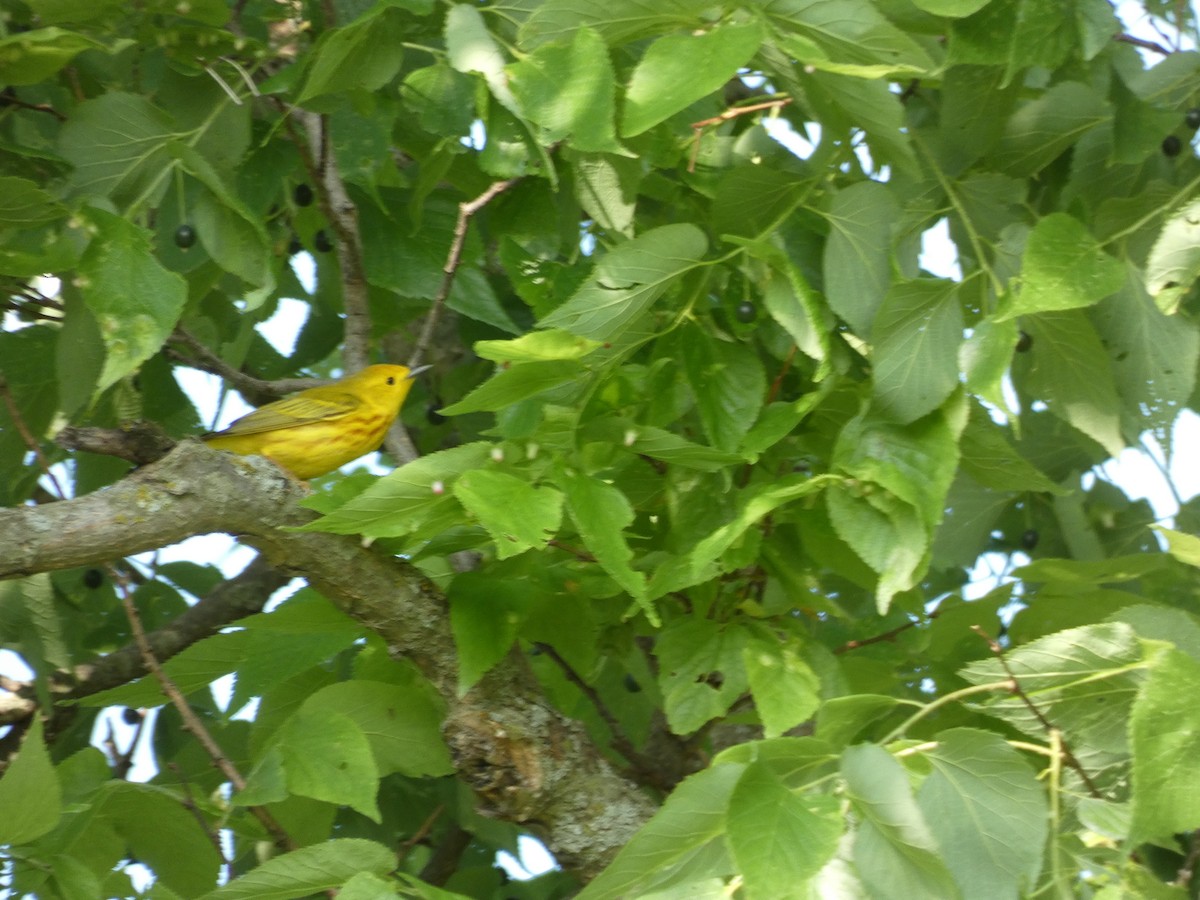 Yellow Warbler - ML577174891
