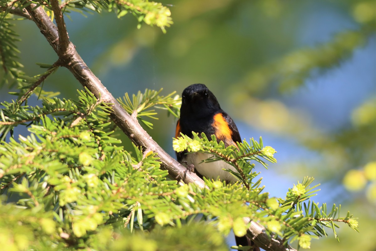 American Redstart - ML577175951