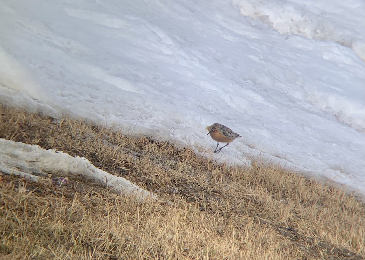 Red Knot - Logan Anderson