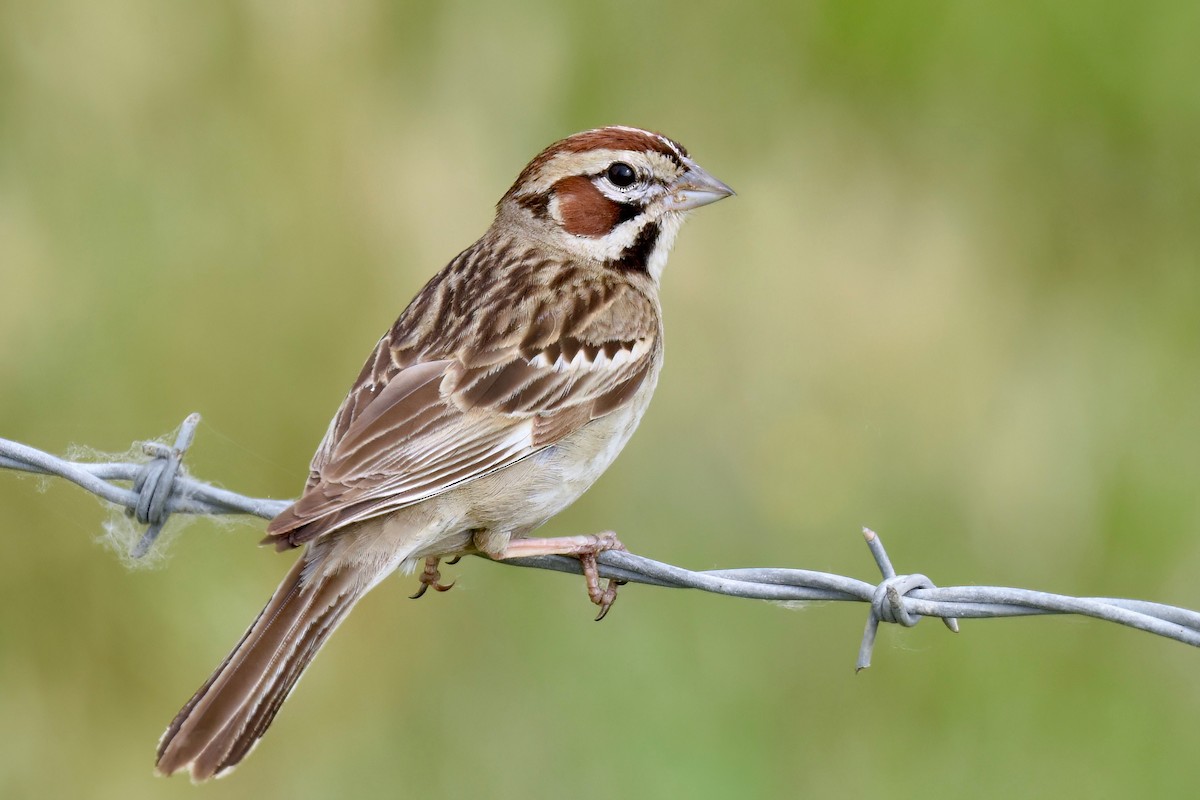 Lark Sparrow - ML577176331