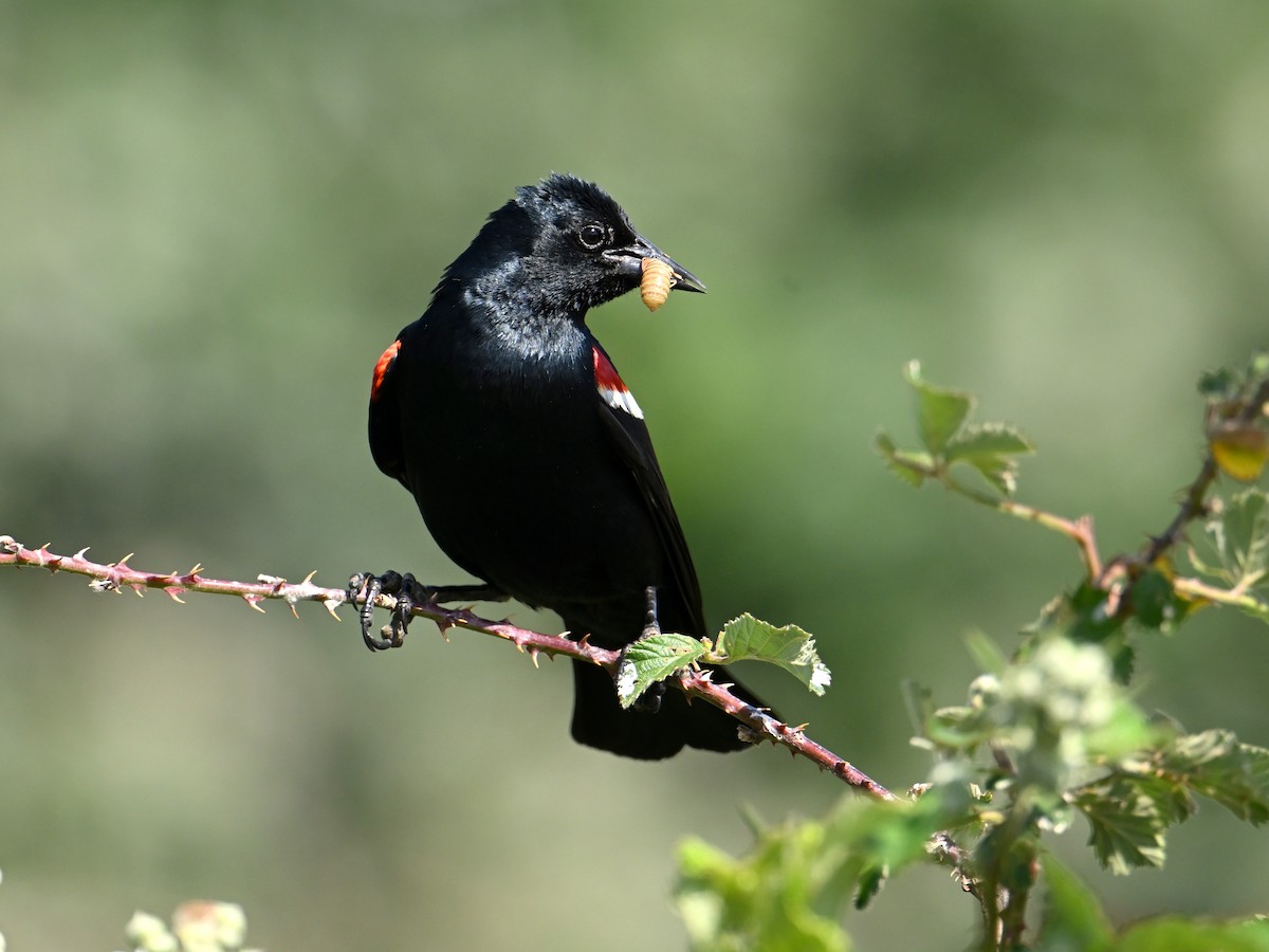 Tricolored Blackbird - ML577177851