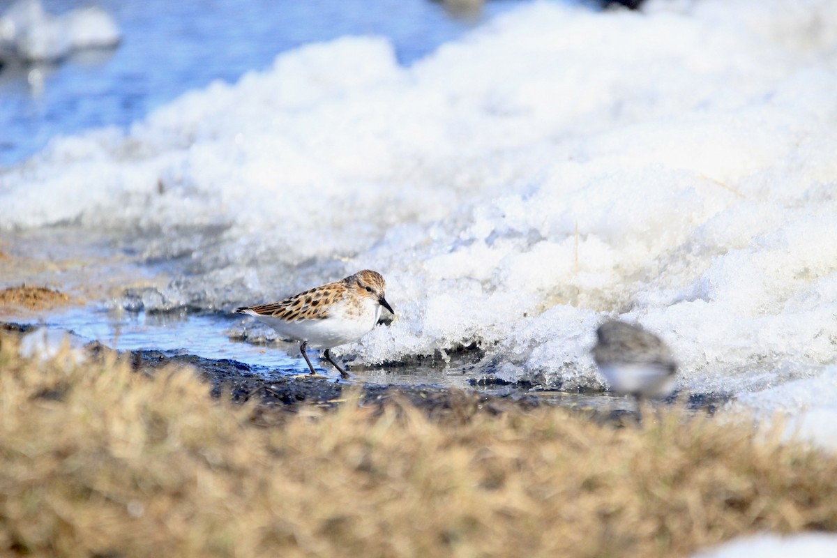 Little Stint - ML577178051