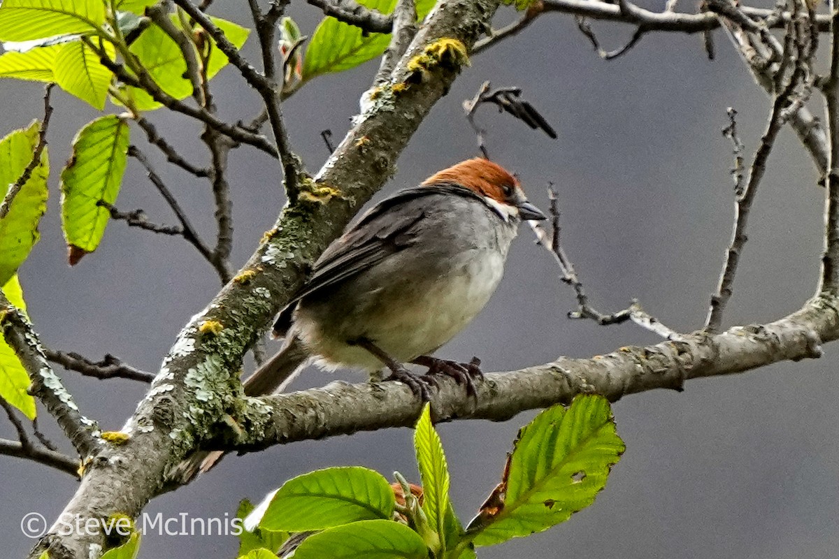 Rufous-eared Brushfinch - Steve McInnis