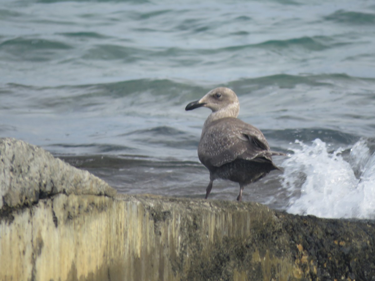 Glaucous-winged Gull - ML577178681