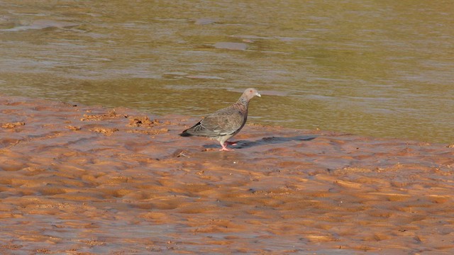 Picazuro Pigeon - ML577178901