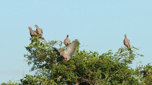 Picazuro Pigeon - ML577178971