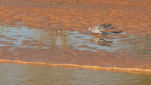 Pigeon picazuro - ML577179031