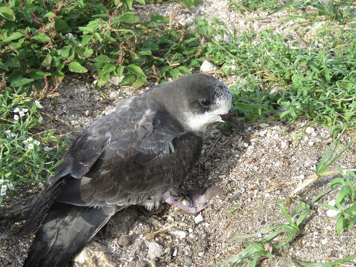 Petrel de las Bonin - ML577179241