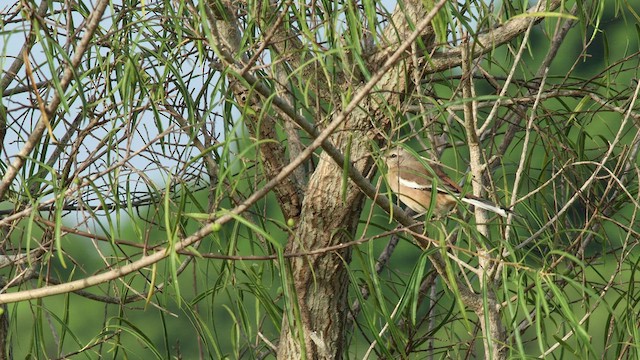 White-banded Mockingbird - ML577180501