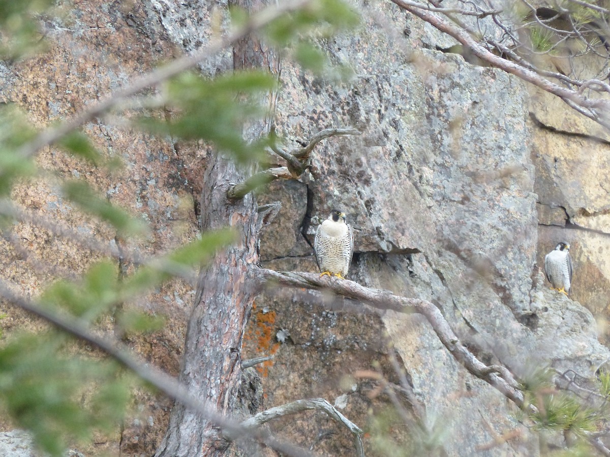 בז נודד - ML57718091