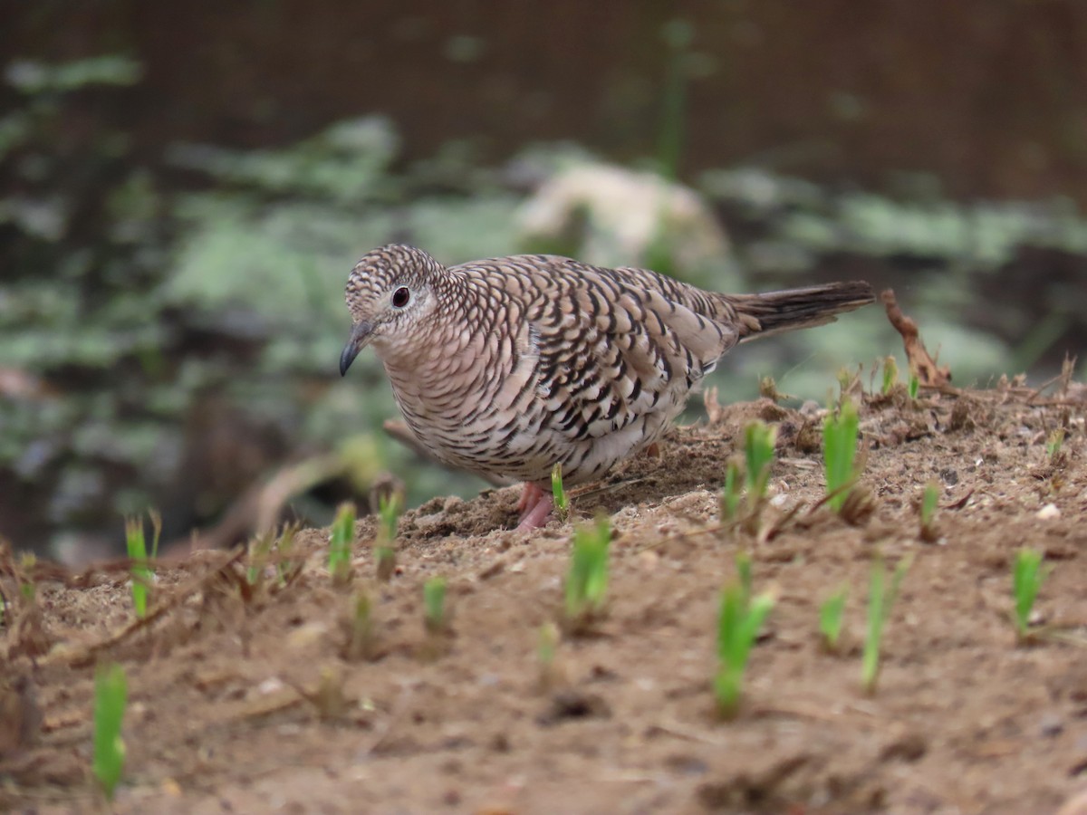 Scaled Dove - Thore Noernberg