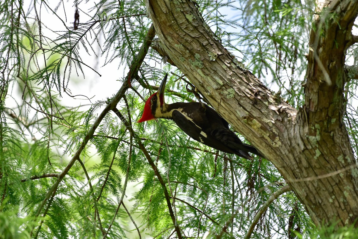 Pileated Woodpecker - ML577181801