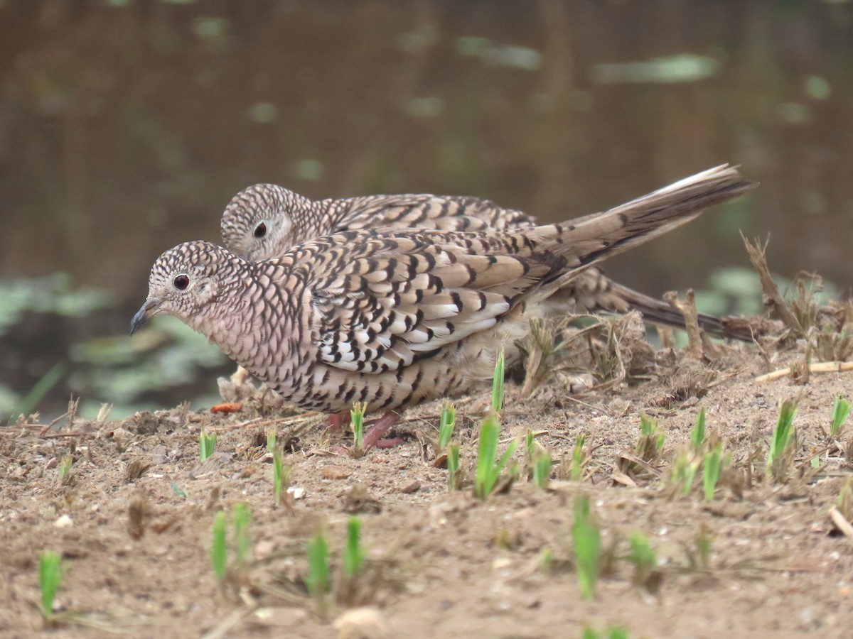 Scaled Dove - ML577181821