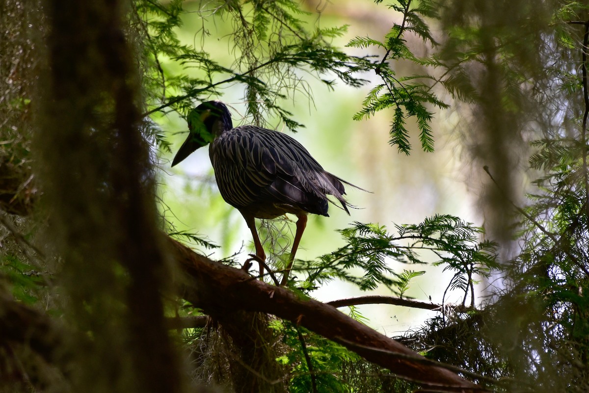 Yellow-crowned Night Heron - ML577182021