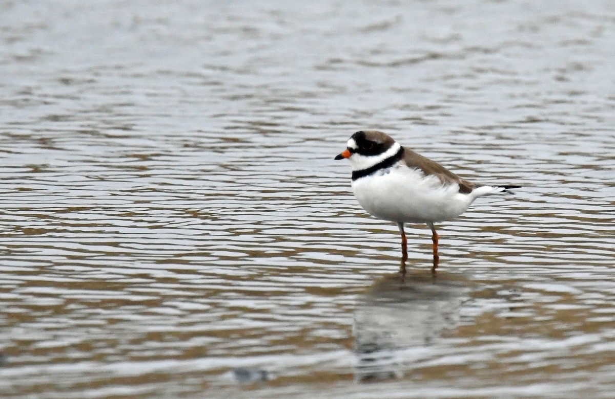 Semipalmated Plover - ML577182071