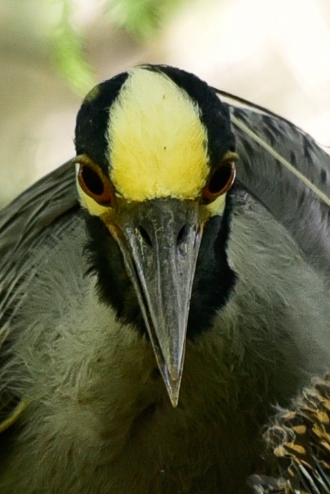 Yellow-crowned Night Heron - ML577182081