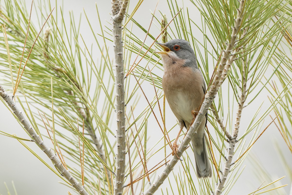 Moltoni's Warbler - KEVIN ELSBY