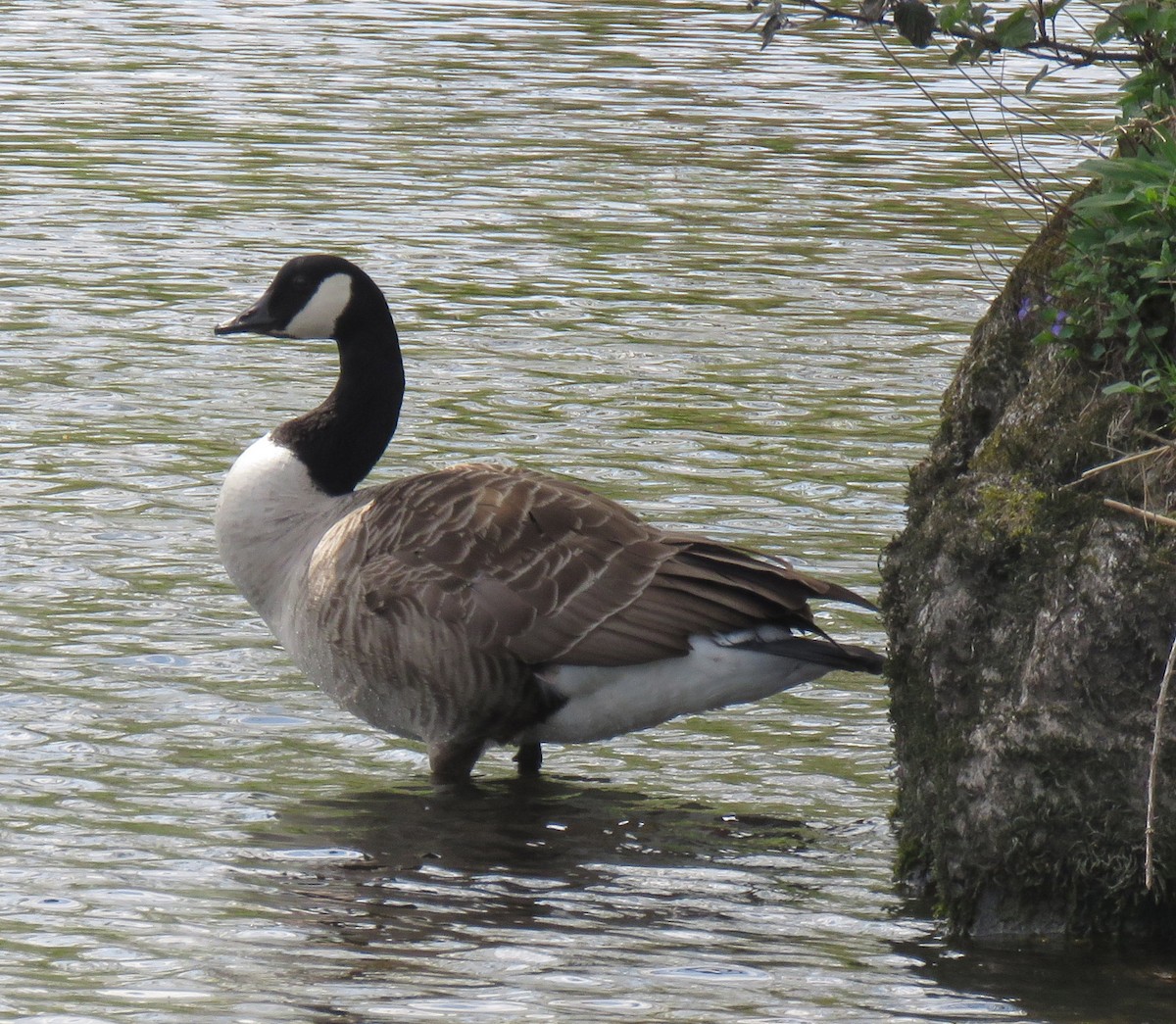 Canada Goose - ML577182921