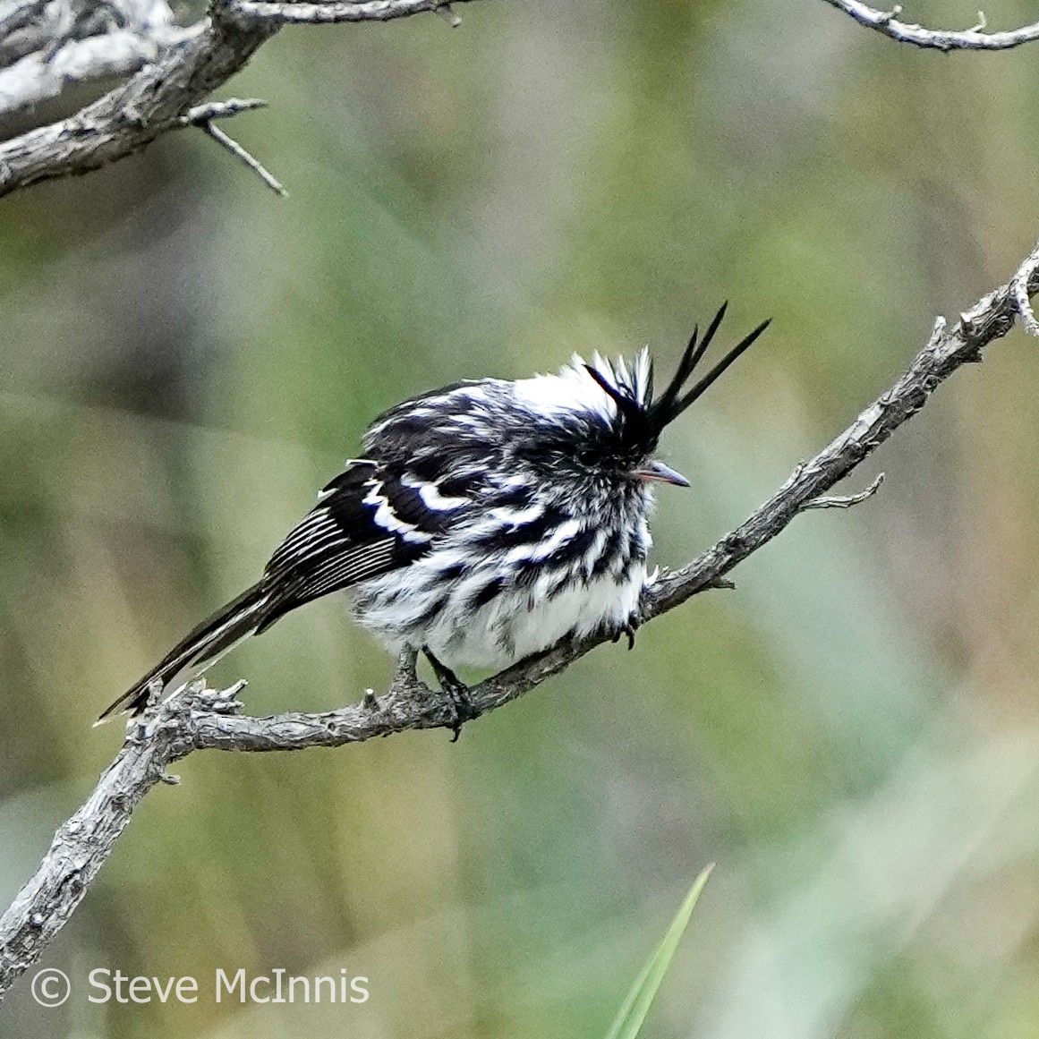 Black-crested Tit-Tyrant - ML577183101