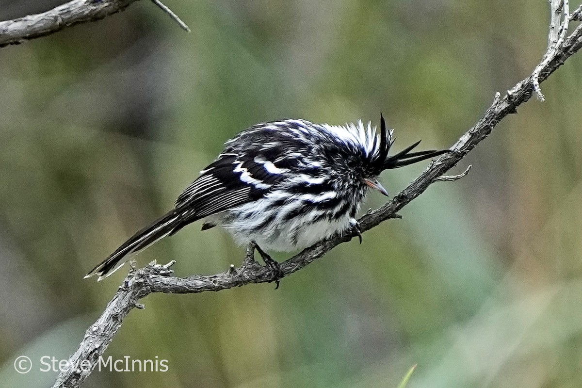 Black-crested Tit-Tyrant - ML577183111