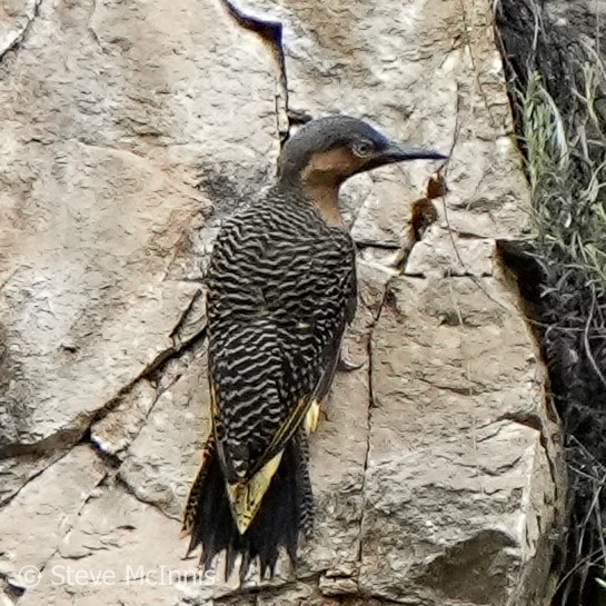 Andean Flicker - ML577183541