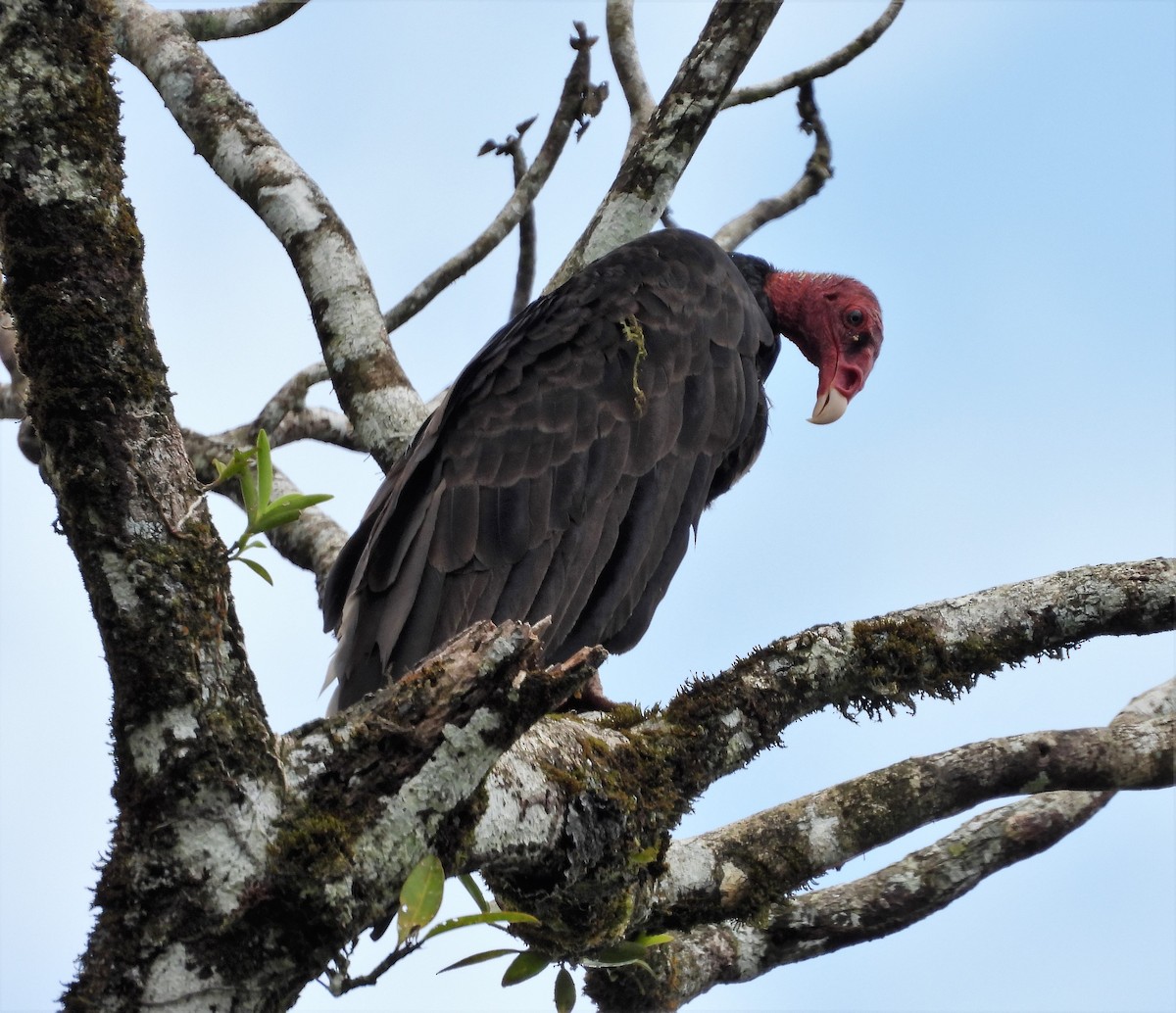 Urubu à tête rouge - ML577184101